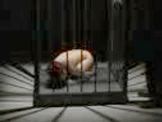 Asian Girl Nippon Fuck Tokyo XXX